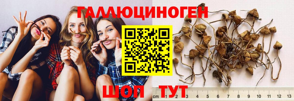 Галлюциногенные грибы прущие грибы  Вход с VPN  Сухой Лог 